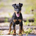 Toy Manchester terrier