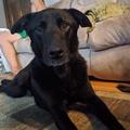 Luigi, a black Lab mix, lays on a couch