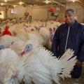 Poultry professional in a turkey facility