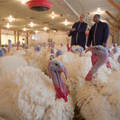 Turkeys in a poultry barn