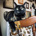 Turtle the cat sits on a chair