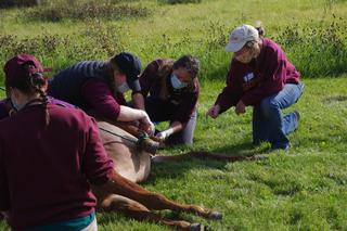 students castrating a horse