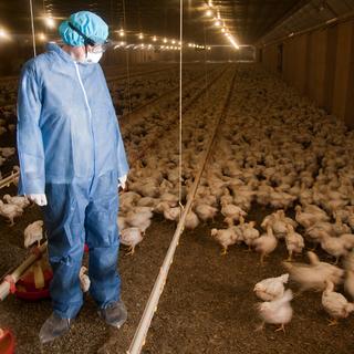 A poultry professional in a turkey facility