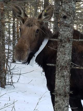 Moose with collar
