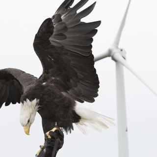 Bald eagle flying by a wind turbine